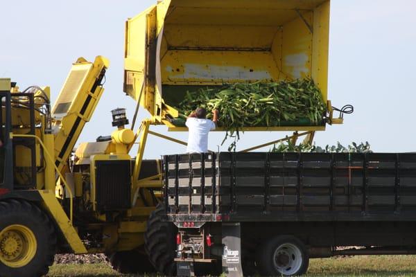 The Corn Picker filling a truck for sale at our Carol Stream location