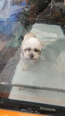 Water treadmill therapy