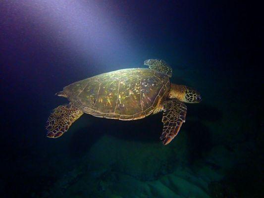 Shoreline Snorkel