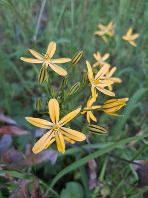 Brodiaea