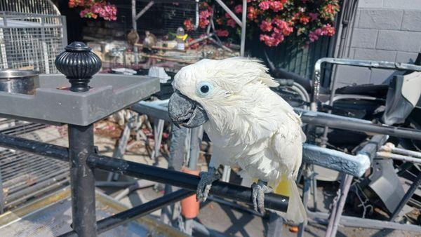 Outside, cockatoo in aviary