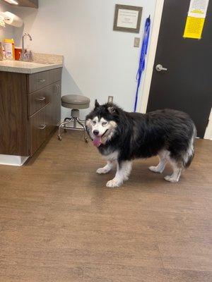 Logan Bear is here for his annual check up! We love Dr. Leeman !!