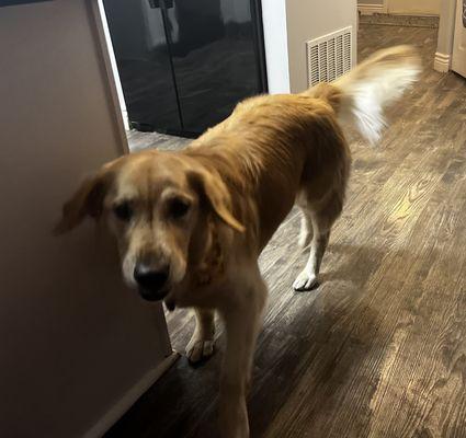 Golden retriever grooming