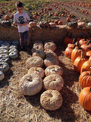 Pumpkins galore!