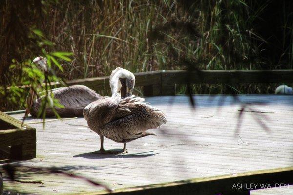 Pelican on Dock