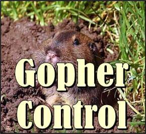 Gopher removal