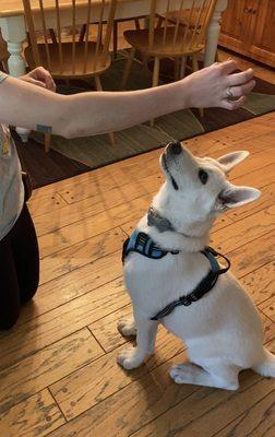 Our client, Delanie, and her twin pups, Parsley (blue) & Sage (pink)
They're currently enrolled in "Best In Show" (package D-15-1hr classes)