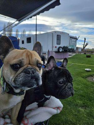 Nisqually Veterinary Clinic