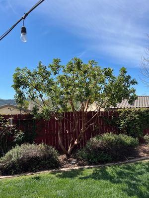 Tree in back yard after trimming.