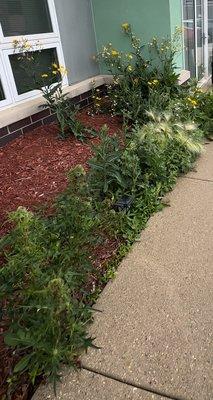 ZERO LANDSCAPING along rear of building since new owners Michaelscommunities.com, its been over a year. It's only supposed to be mulch.