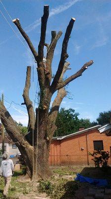 Topped live oak