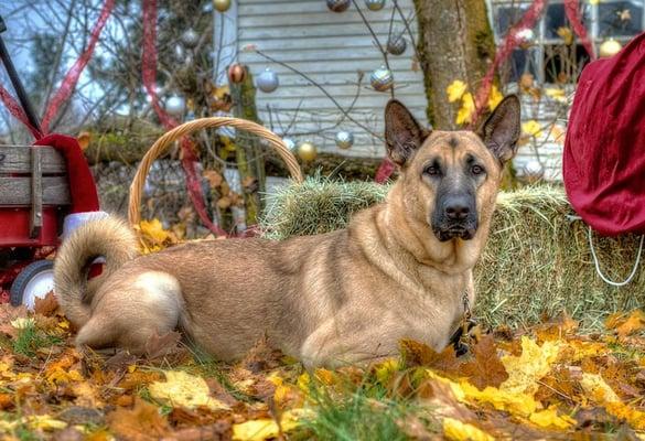 Christmas photos at Northwest Pet Resort