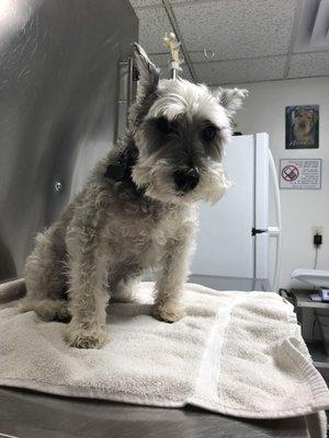 My cutie at the vet