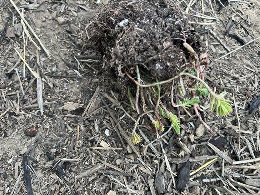 Uprooted plant