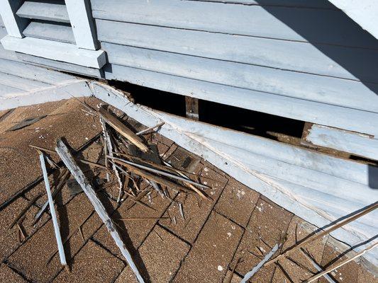 Raccoon siding damage