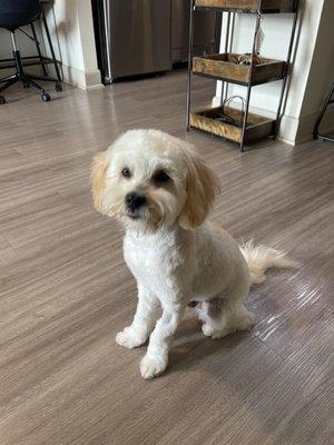 Today's hair cut. May 25th.   His paws are soooooo short and body is as well. :(