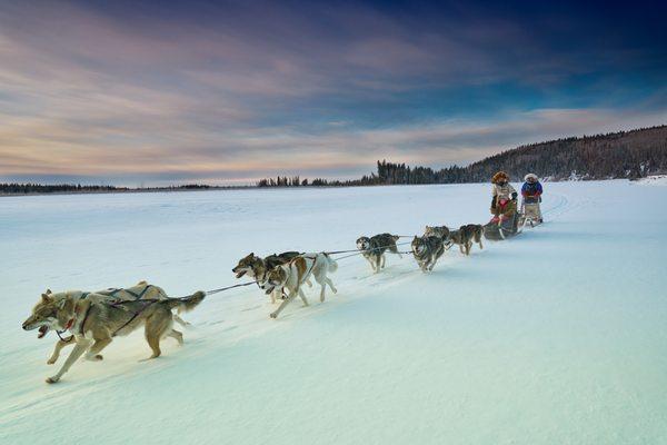 Dog team on the Tanana River near our homestead