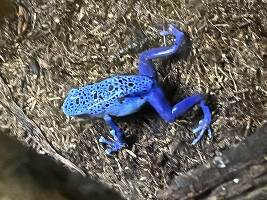 Posion Dart Frog in Blue