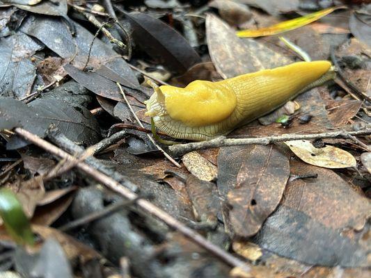 Banana slug on the side of a trail