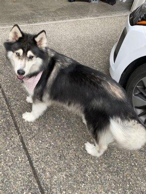 Husky looking thinner after getting all her undercoat brushed out. Amazing job!