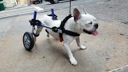 Our first client/dog, Oliver, sporting his wheels.