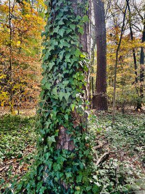 Ivy climbing all over this tree