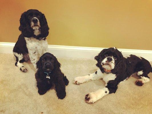 My three cocker spaniels