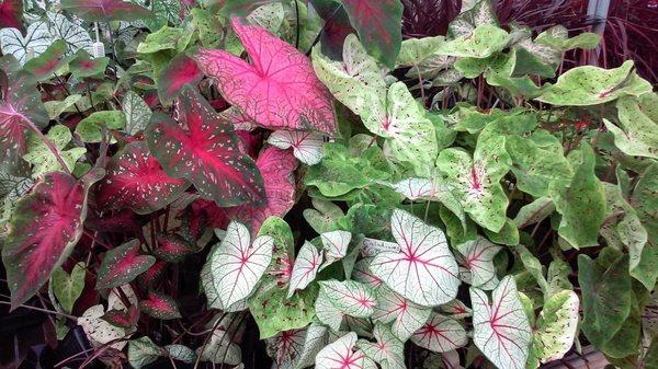 I love the colors in Caladium