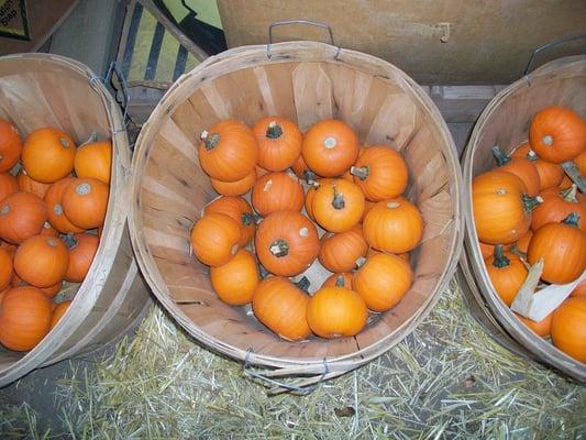 little pumpkins