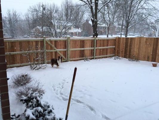 6' Scalloped Cedar Privacy Fence by Pioneer Fence. 5-foot wide gate visible.