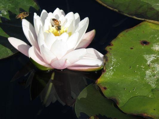 Water Lily & Bee