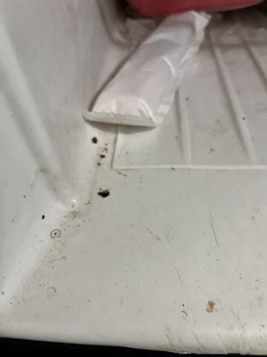 The roaches are even in the refrigerator and freezer after a year and half of treatments.