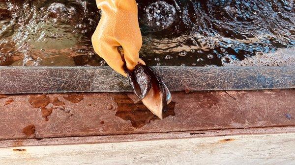 American Abalone Farms