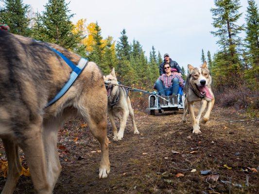 Alaskan Husky Adventures