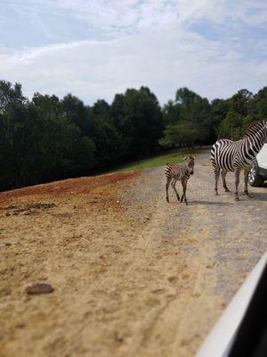 Briarwood Ranch Safari Park