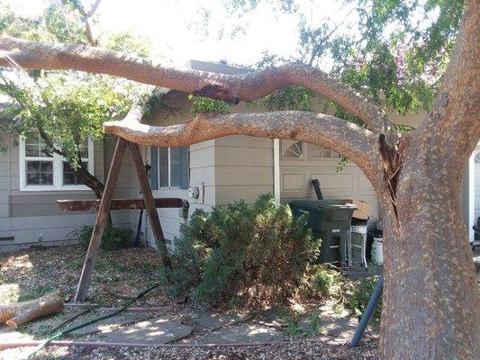 Cleaning up failed branch on a house