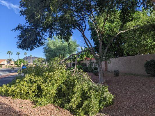 Closer photo of a tree limb that snapped during a Monsoon storm.