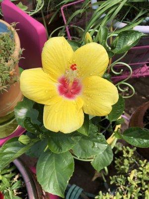 More hibiscus in Helen's Garden