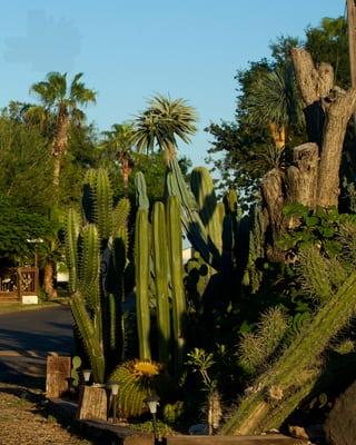 The golden afternoon sun hitting the front of the cactus garden at Oleander Acres RV Resort.