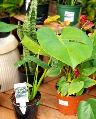 Split Leaf Philodendron and Anthurium