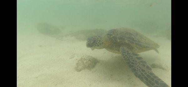 Snorkeling with turtles