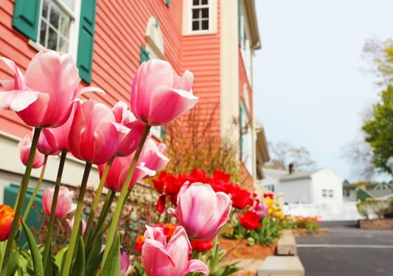 Springtime at Family Dentistry!