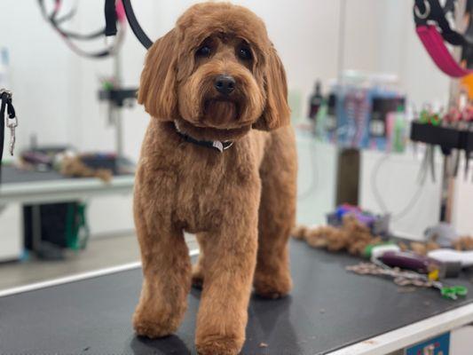 PUPLIKE grooming studio