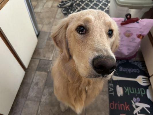 This is my Golden pup where his eye is all healed!