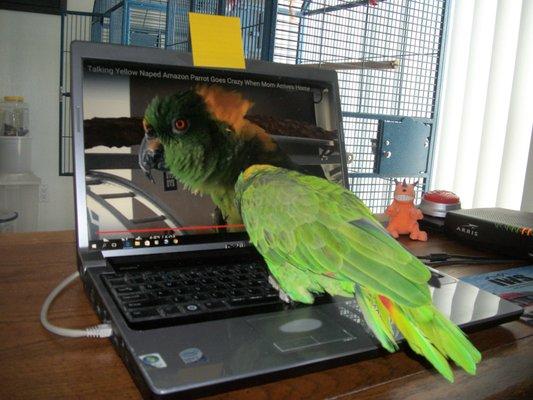 Jess the parrot loves Click IT Computers. He's not a happy bird when YouTube is not up and running.