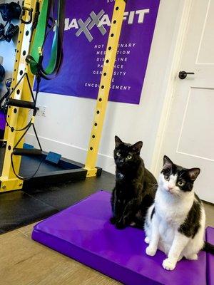 The MaxxaFit gym cats Moo and Boo