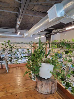 Upper seating area has plants