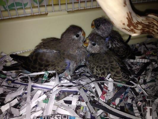 Rosey Bourke chicks.