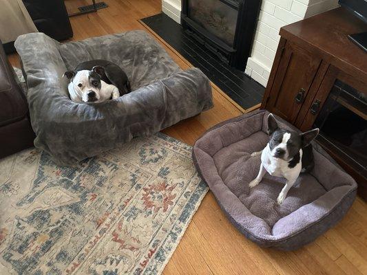 Owen and Agnes just back from weekend boarding and after baths!