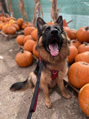 1st time at a pumpkin patch!